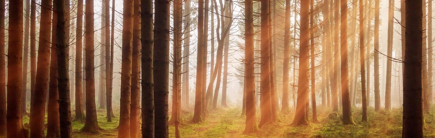 Header Bestattungen